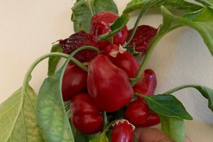Developing snacking peppers tailor-made for CEA