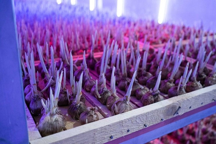 UAE to grow world's most expensive spice UAE to grow world's most expensive spice