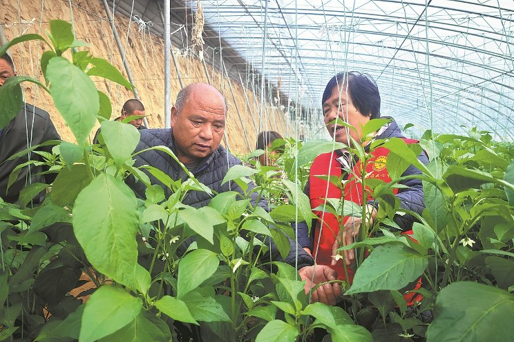 Expert helps village crops flourish