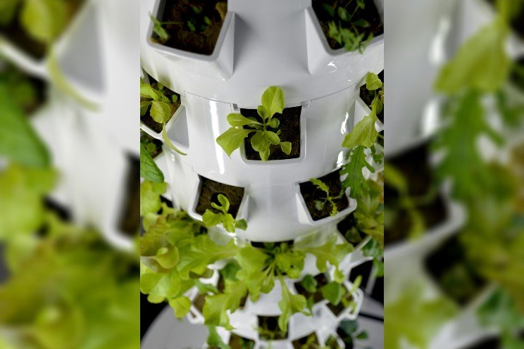 Striving for sustainability with aeroponic growing Striving for sustainability with aeroponic growing