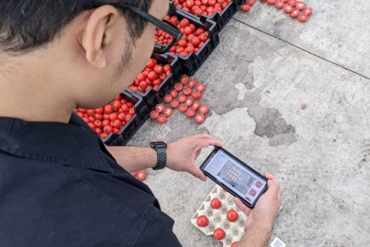App analyses tomato appearance within seconds