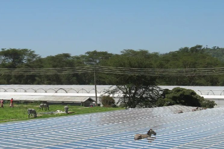 Solar thermal energy in horticulture