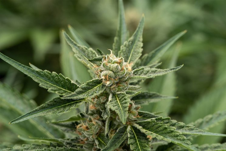 Greentone partners with SOLLUM to advance cannabis cultivation Greentone partners with SOLLUM to advance cannabis cultivation