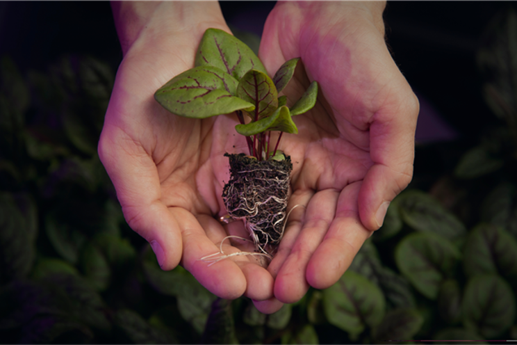Building a business case for vertical farming Building a business case for vertical farming