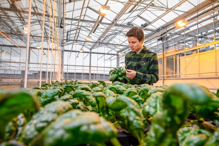 Pop Vriend Seeds confirms resistance to Pe. 20 for spinach Pop Vriend Seeds confirms resistance to Pe. 20 for spinach