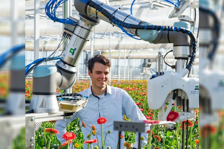 Harvesting robot for gerbera picks up speed