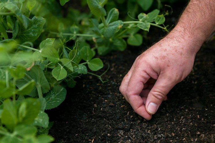 Growers urged to keep an eye out for mealybugs Growers urged to keep an eye out for mealybugs