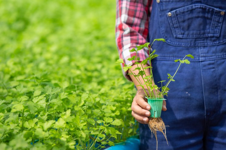 Research on the potential of greenhouse culinary herbs