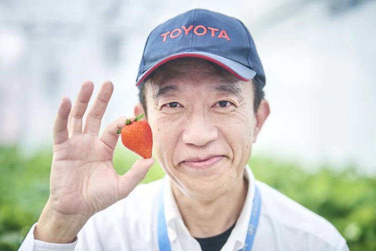 Toyota goes green by growing strawberries, tomatoes