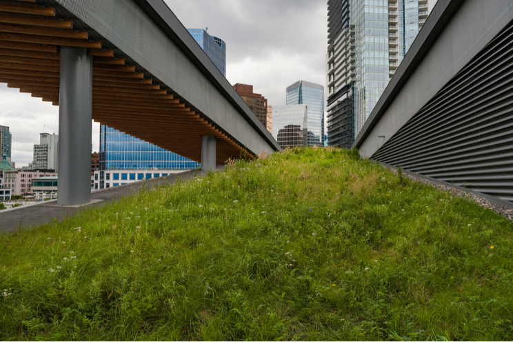 Green roofs, stormwater mitigation and weeds