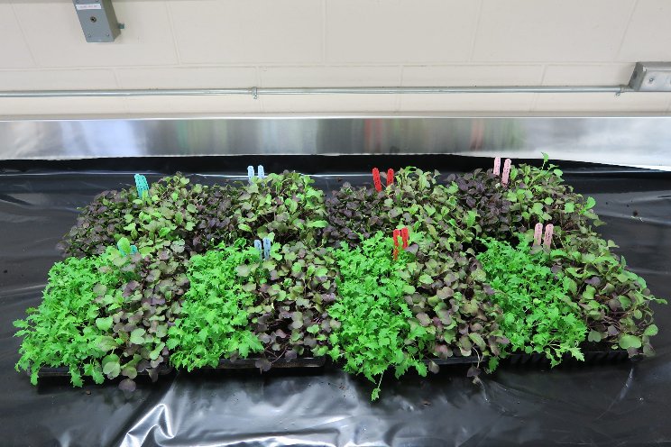 The rise of vertical farming The rise of vertical farming