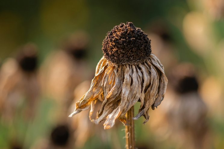 B.C. strengthens agricultural drought preparedness