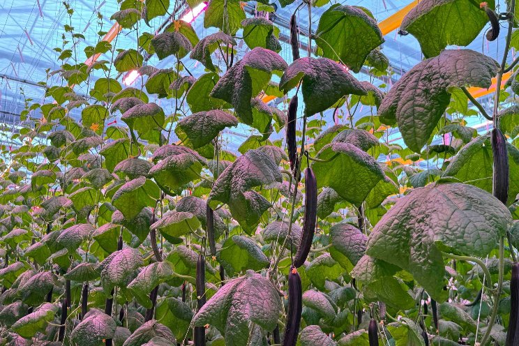 Optimizing cucumber production with dynamic LED lighting strategies Optimizing cucumber production with dynamic LED lighting strategies