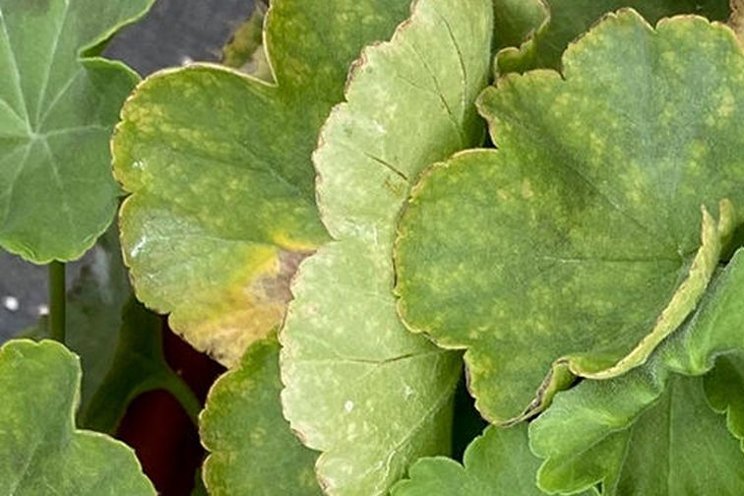 Preventing and treating iron toxicity in geraniums Preventing and treating iron toxicity in geraniums
