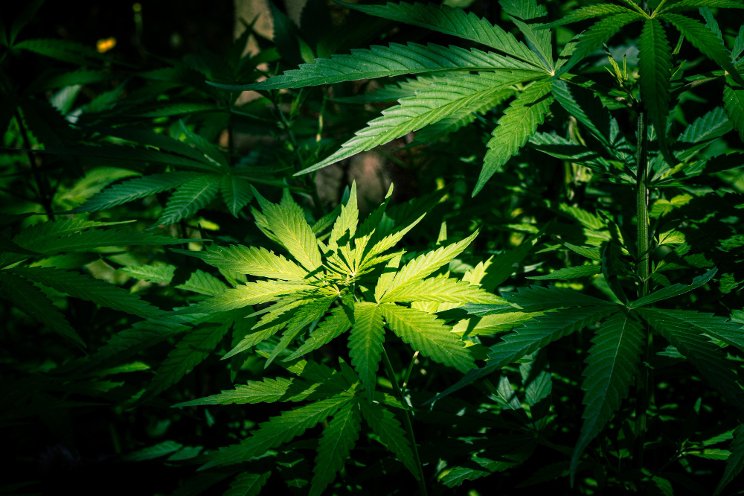 Lighting scheme could eliminate a costly phase of cannabis growing