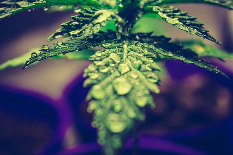 Clever Leaves goes carbon neutral Clever Leaves goes carbon neutral