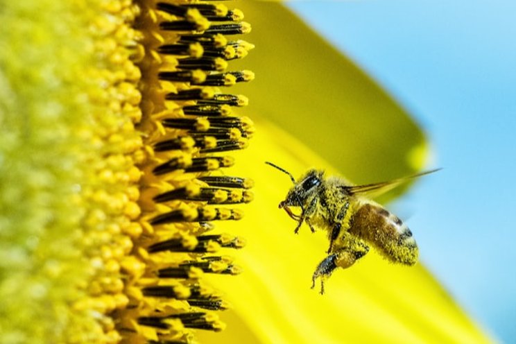 Mason bee as pollinator alternative to honeybee