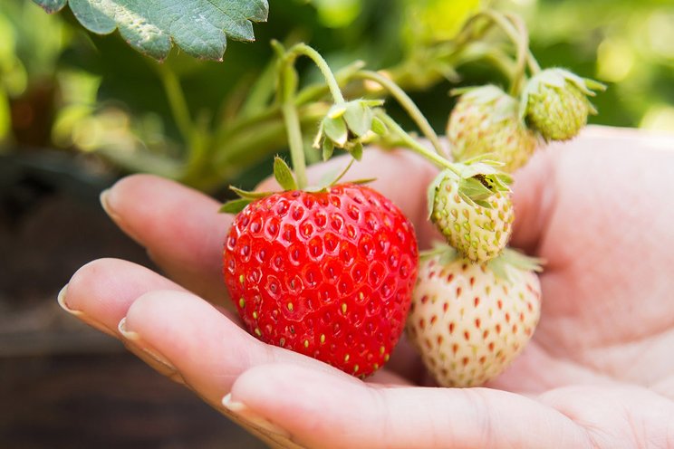 Bluestim helps strawberries deal with stress