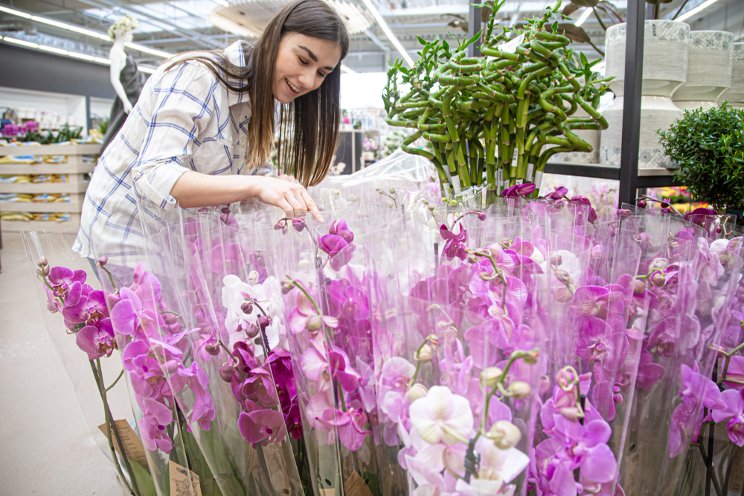 The 'Controlled Chaos' of transportation in horticulture The 'Controlled Chaos' of transportation in horticulture