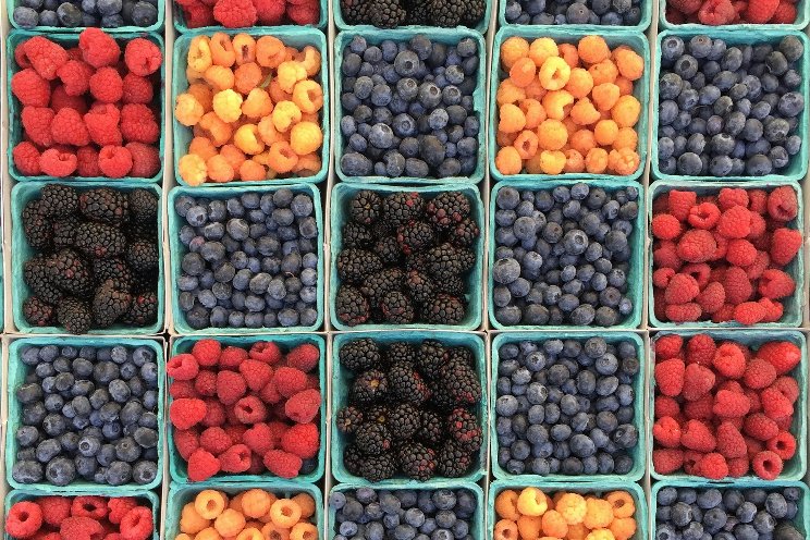 Bosch Berries announces new greenhouse operation with $50M