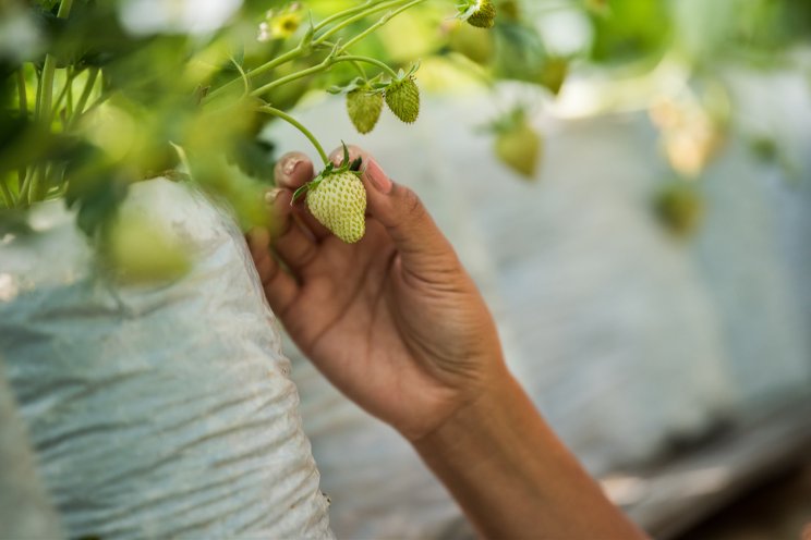 Canadian greenhouse grower wins two Global Packaging Awards