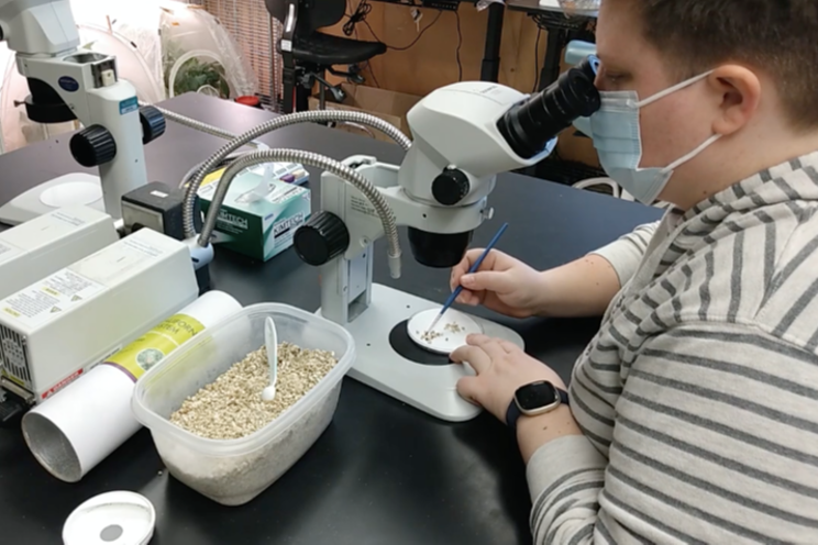 Quality checking predatory insects and mites Quality checking predatory insects and mites