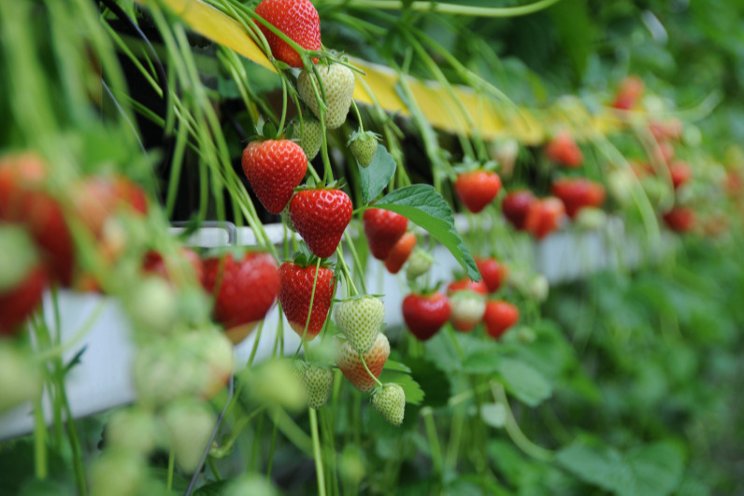 Bayer expands its fruits and veggies business to strawberries