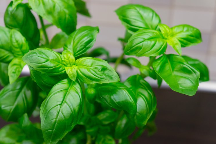 Why to avoid white light in basil cultivation