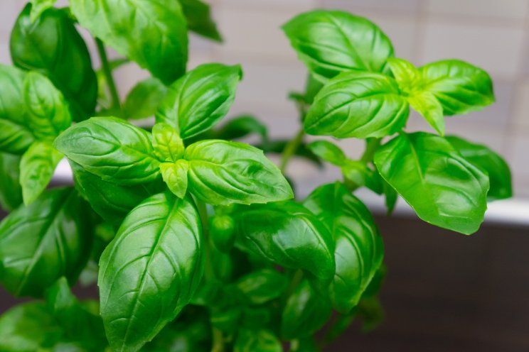 Why to avoid white light in basil cultivation Why to avoid white light in basil cultivation