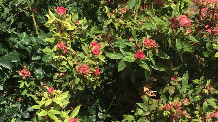 Researchers aim to quash spread of rose rosette disease