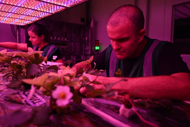 Major food processor joins forces for indoor berry cultivation Major food processor joins forces for indoor berry cultivation