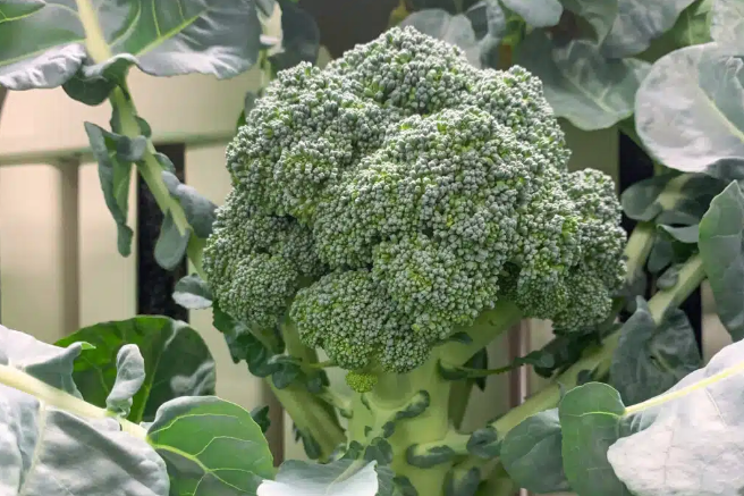 Hydroponic broccoli – seed to harvest trials