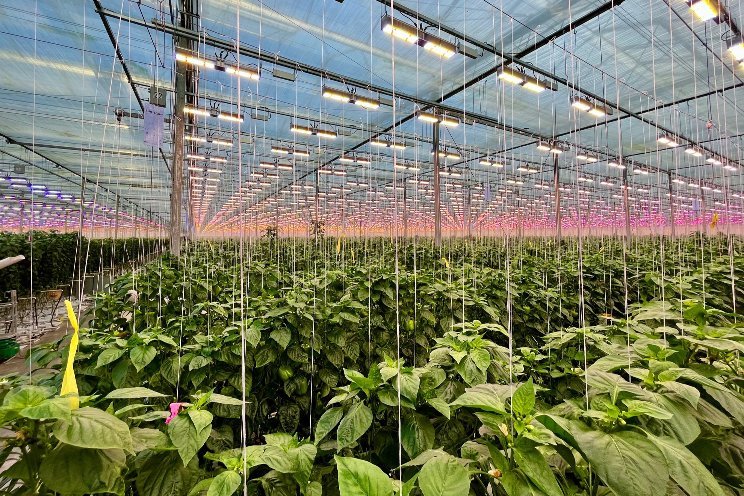 SOLLUM lands LED deals for large greenhouses in Canada and USA SOLLUM lands LED deals for large greenhouses in Canada and USA