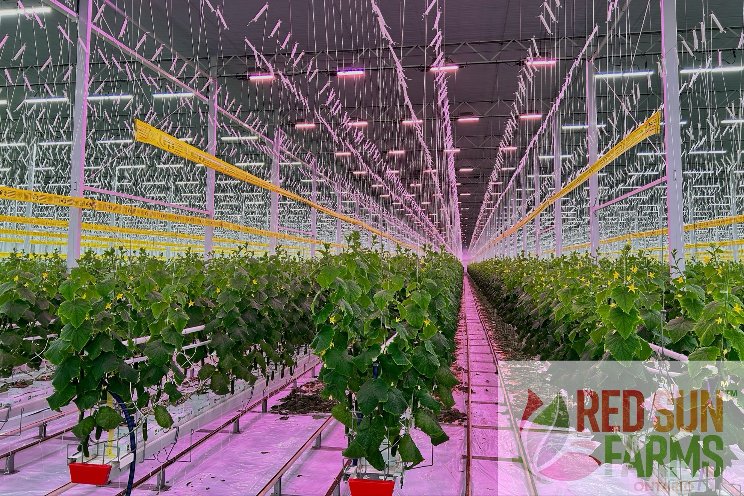 Red Sun Farms Ontario tests Sollum and the benefits of far-red lighting Red Sun Farms Ontario tests Sollum and the benefits of far-red lighting