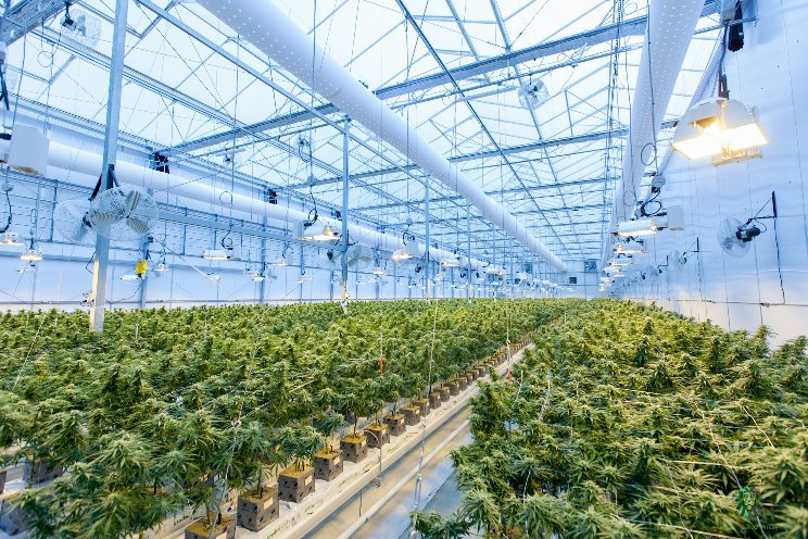How this UK-based firm is growing a more sustainable cannabis