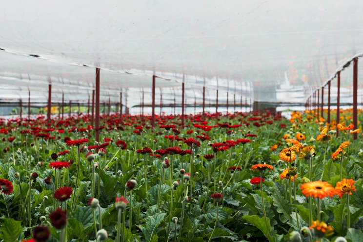 Ukrainian workers exploited in Westland greenhouses, union says Ukrainian workers exploited in Westland greenhouses, union says