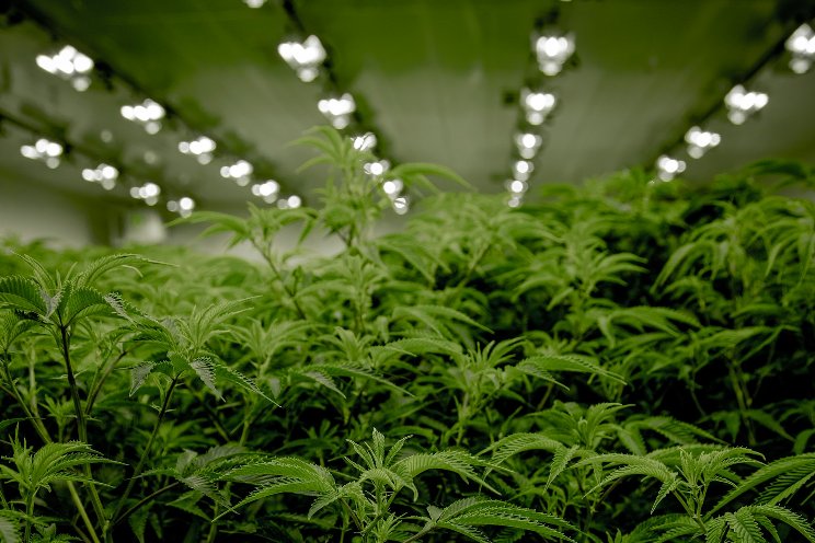 Henderson officials prepare for medical marijuana legalization Henderson officials prepare for medical marijuana legalization