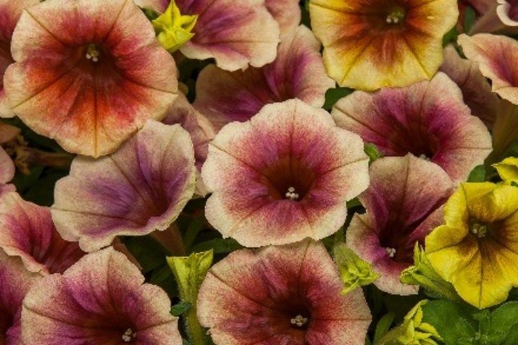 National Garden Bureau’s 2023 “New Varieties”