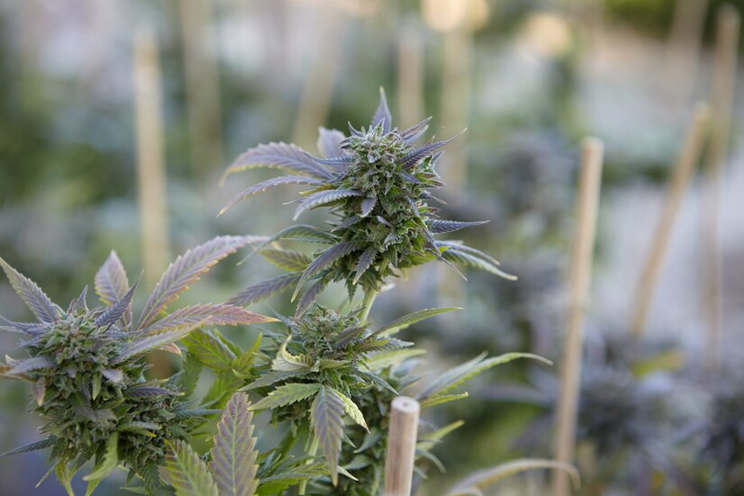 'Green Britannia: UK's cannabis surge takes Europe by storm'