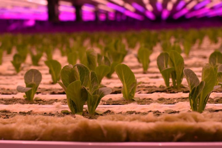 Vertical farms, indoor crops a growing trend