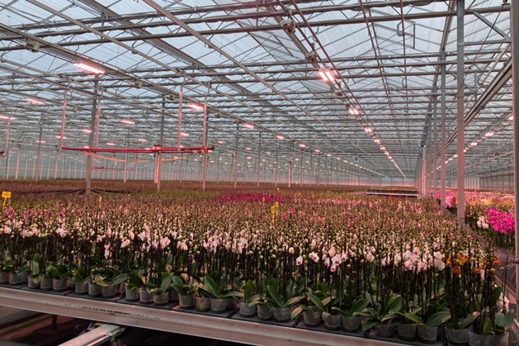 Dutch floriculture leaders lean on Fluence LEDs
