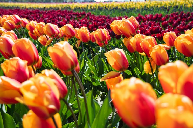 72nd Canadian Tulip Festival honours RCAF centenary