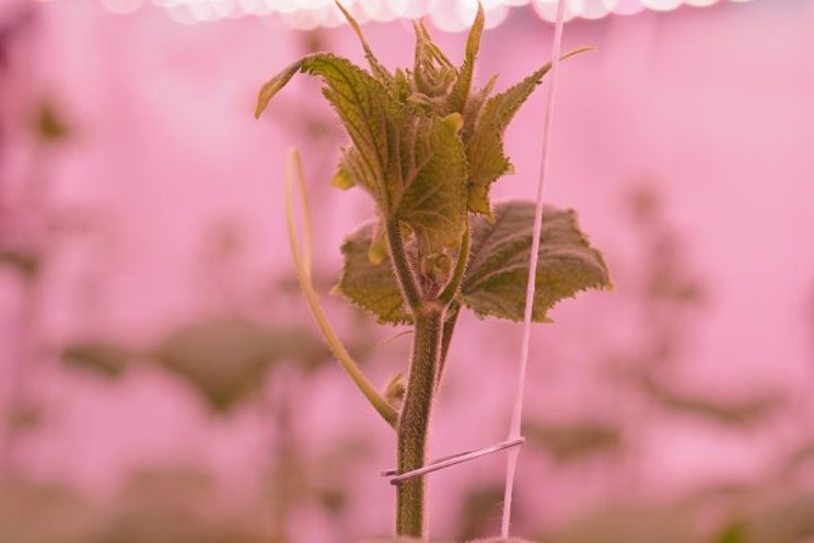 Light spectrum influences crop resilience