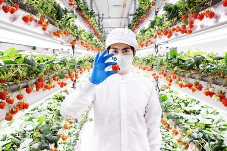 Oishii raises $134m in turbulent time for vertical farms