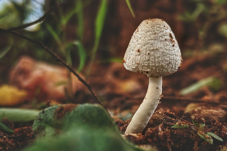 Psychedelics diverges from marijuana’s blueprint