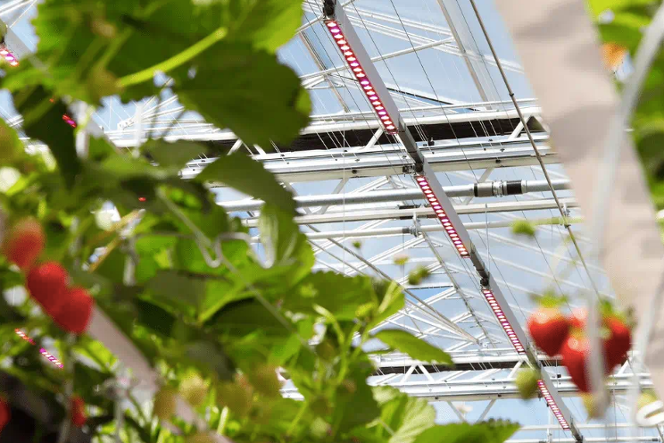 Dutch horticulture helping achieve climate goals