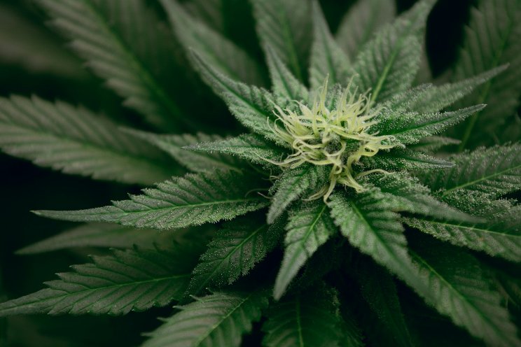 Cannabis sustainability: Why it matters and how to achieve it Cannabis sustainability: Why it matters and how to achieve it