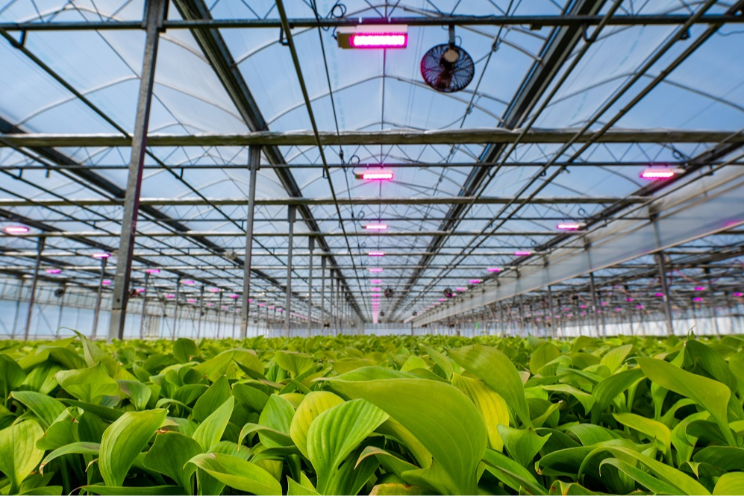 Training program to upskill the next generation of growers - Hortimedia