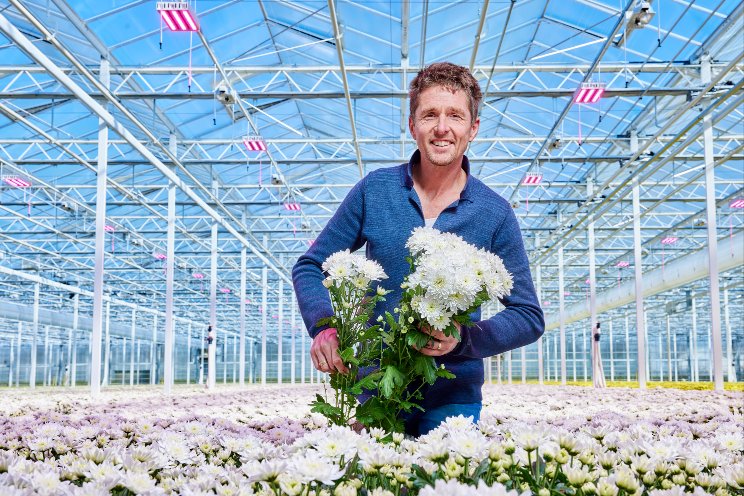 U-Grand grows beautiful chrysanthemums under Philips LED
