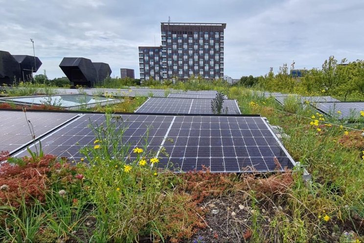 Sedum and solar panels on the roof? And why?